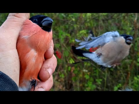 Видео: Ловля снегирей.