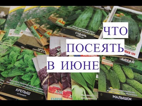 Видео: Что Посеять В Июне. Сорта Укропа, Сорта Огурцов и многое другое.