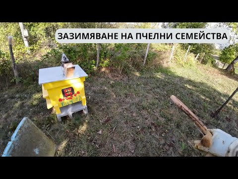 Видео: ЗАЗИМЯВАНЕ НА ПЧЕЛНИ СЕМЕЙСТВА