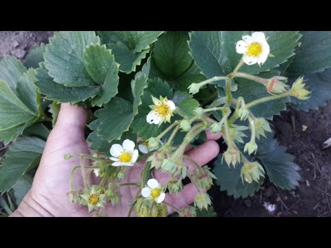 Видео: Ремонтантная клубника. Как заставить ее давать усы? Хитрый мой способ.