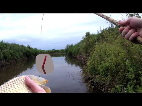 Видео: Риболовля дитинства в мікро ставочку🎣🐟 Бамбукова вудка vs Коропці.