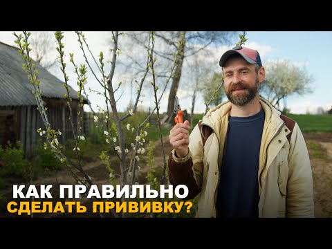 Видео: ПРИВИВКА ПЛОДОВЫХ ДЕРЕВЬЕВ. Саженцы собственными руками.