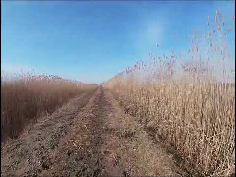 Видео: Самый умный шакал пока в этом сезоне