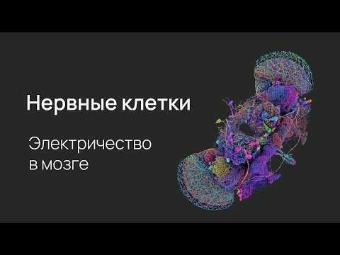 Видео: Клетки мозга: нейроцитология