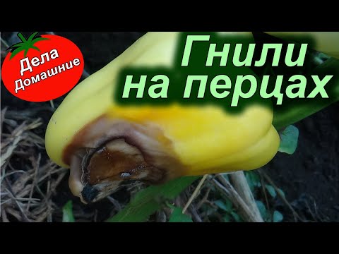 Видео: ПОЧЕМУ ГНИЮТ ПЕРЦЫ (Вершинная гниль)