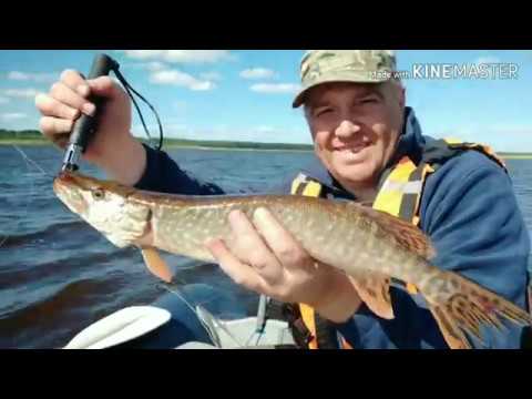 Видео: Троллинг на Северной Двине ИЮНЬ 2019 - клёво было сегодня! Killer pike.