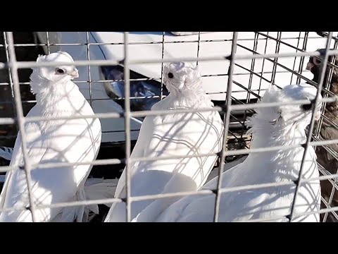 Видео: 2.ч.🕊️Выставка-ярмарка🕊️голубей 🦜🐓🐰🦆// 29.09.2025. Г.Автор. И организатор. Минин.С.В.🎥🇷🇺🤙🕊️👍