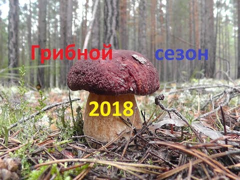 Видео: Грибной сезон 2018 Собираем белые грибы