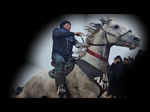 Видео: Азиянын корольдору 💥 Манас менен Акула.
