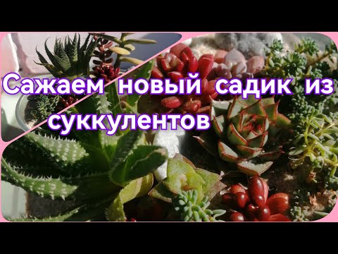 Видео: Сажаем новый садик из суккулентов 🤗