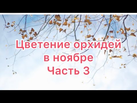 Видео: #орхидеи #цветениеорхидеи #орхидеидома #уходзаорхидеями