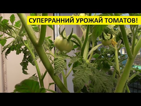 Видео: КАК ПОЛУЧИТЬ РАННИЙ УРОЖАЙ ТОМАТОВ В СИБИРИ? Ольга Чернова.