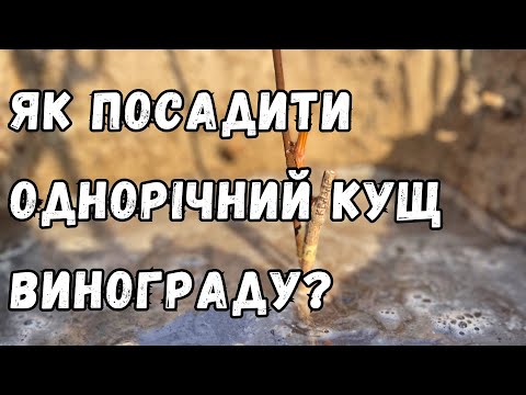 Видео: Як правильно посадити однорічний кущ винограду?🍇