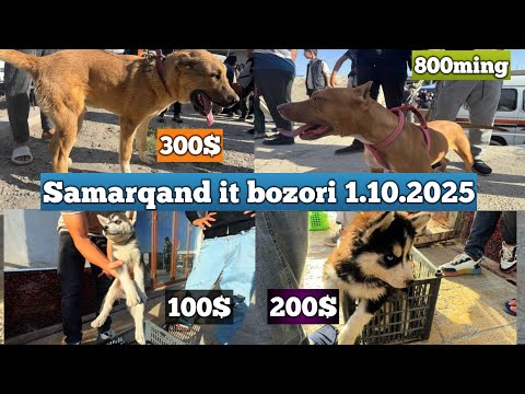 Видео: САМАРКАНД ИТ БОЗОРИ 2025 / SAMARQAND IT BOZORI 2025 ( Ит бозор )
