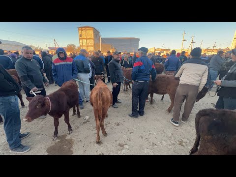 Видео: ХАЗОРАСП МОЛ БОЗОР НАРХЛАРИ 05 10 2025г