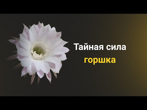 Видео: Кактусы знают секрет роста.