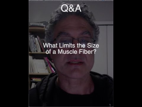 Видео: Вопросы и ответы: что ограничивает рост мышц