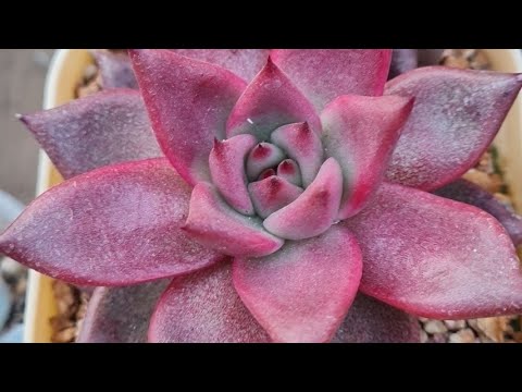 Видео: ПОСЛЕДНЯЯ ПРОДАЖА  @Eskatherinpa