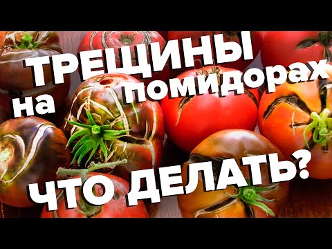 Видео: ТРЕЩИНЫ НА ТОМАТАХ. ЧТО ДЕЛАТЬ? СПАСАЕМ УРОЖАЙ!