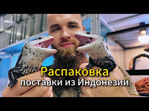 Видео: Новая поставка рептилий из Индонезии/Распаковка