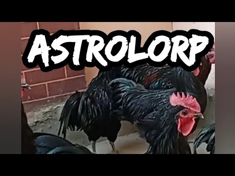 Видео: АСТРОЛОРП ХАҚИДА нималарни биламиз 