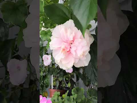 Видео: Цветение нежно - розового гибискуса. 🌺☘️#комнатныерастения #гибискус #цветениегибискуса #растения