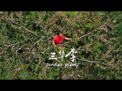 Видео: Кукурузные сливки  персиковый ледяной лимонад  охлажденные красные сливовые банки  персиковая паста
