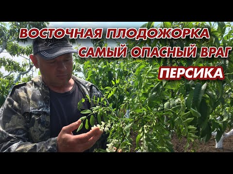 Видео: Как легко побороть ВОСТОЧНУЮ ПЛОДОЖОРКУ!!!