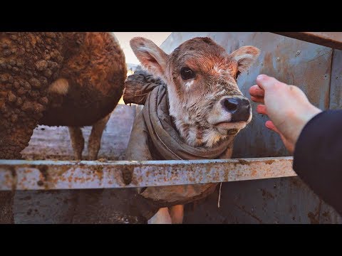 Видео: Токмок мал базар. Малдын баалары. Чылага чыдап мал саткан кайран  эл.