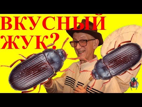 Видео: Как Разводить Вкусного и Полезного Жука Знахаря?