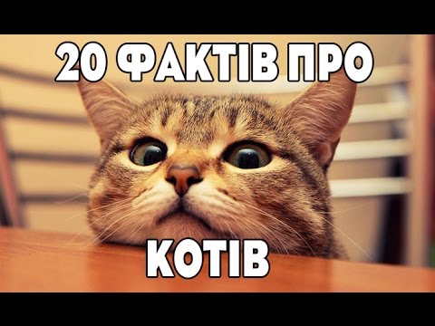 Видео: 20 фактів про котів