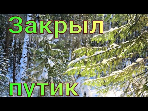Видео: Закрываю путик дуплянками соболей начался ложный гон попался крупный кот удивила сойка залезла ящик