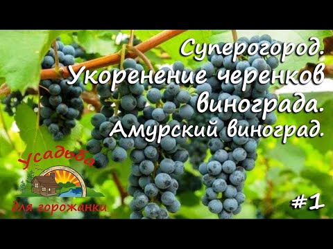 Видео: Укоренение черенков винограда. Суперогород. Амурский виноград