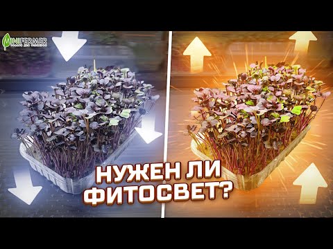 Видео: Проверка фитосвета! Нужен ли он? Свет для микрозелени!