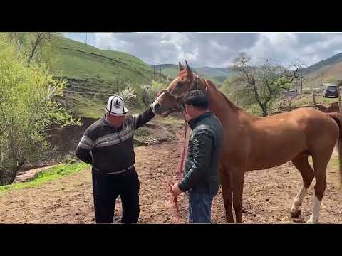 Видео: Саяпкерлер байырлаган Түшүнүк айылы...