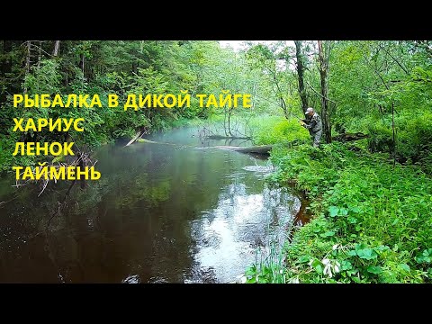 Видео: РЫБАЛКА В ГЛУХОЙ ТАЙГЕ ! Охота за ленком, хариусом и тайменем