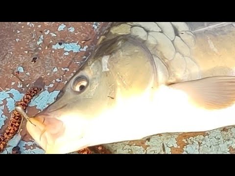 Видео: Весенняя рыбалка на боковой кивок #рыбалка #боковойкивок