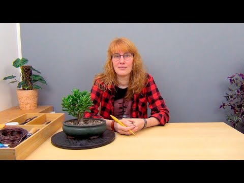 Видео: Бонсай из крассулы Хоббит (ч.2).