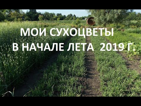 Видео: МОИ СУХОЦВЕТЫ! НАЧАЛО ЛЕТА. ОБЗОР!!!