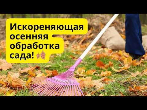 Видео: Осенняя обработка сада. Дёшево и очень эффективно!