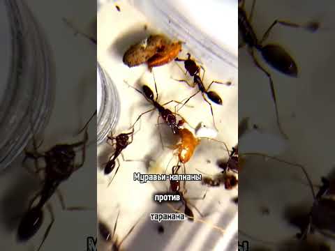 Видео: первая охота odontomachus monticola