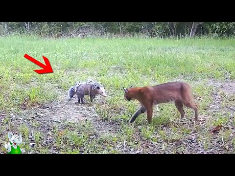 Видео: Это Попало На Камеру / Случаи с Животными Снятые На Камеру