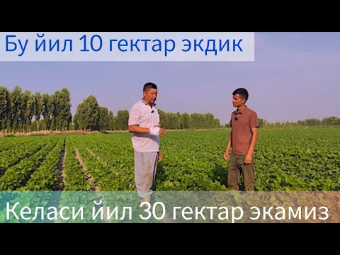 Видео: Фарғоналик миришкор деҳқон Агрика мош уруғларини танлайди