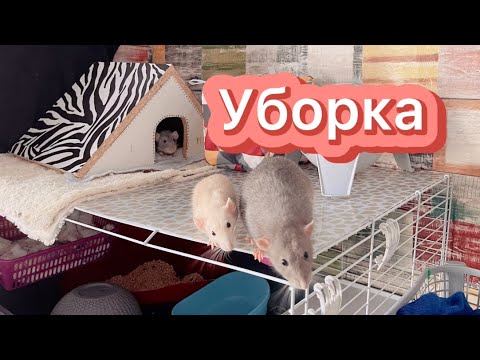 Видео: Уборка у крыс 🐀 | Моё утро 🧏‍♀️