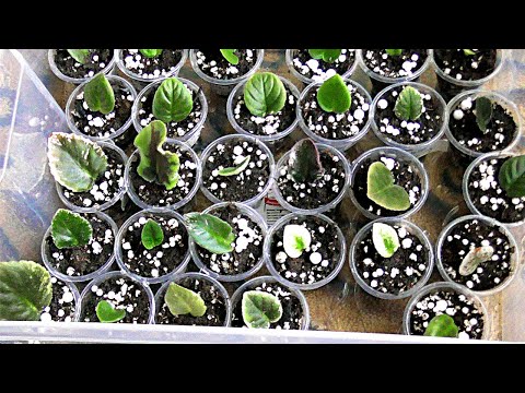 Видео: Фиалка от листа до цветения.(часть 1)Укореняем черенки.