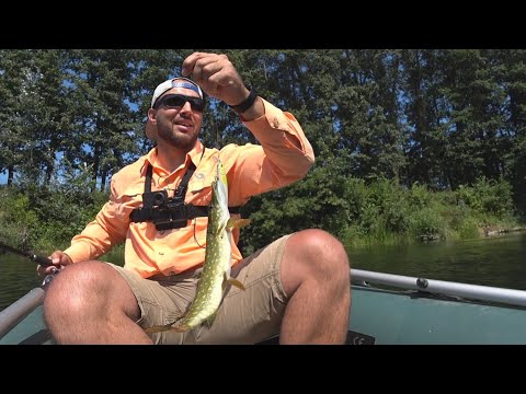 Видео: Попробовали потвичить в жару! Щука, окунь на спиннинг летом. Твичинг в августе на малой реке!