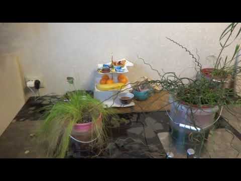 Видео: Комнатные цветы/растения. Болотные растюхи у меня дома. Циперус. Джункус. Сцирпус.