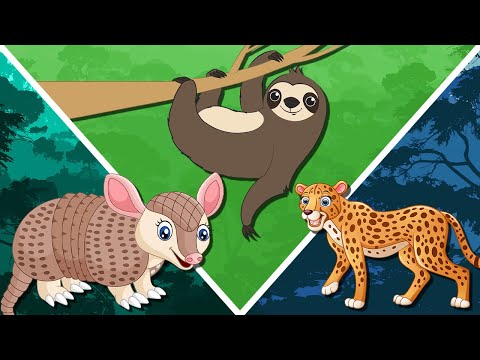 Видео: Животные АМАЗОНКИ для детей | Изучаем животных Амазонки