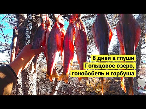 Видео: 8 дней в глуши. Гольцовое озеро, гонобобель и горбуша // 8 days in the wilderness (Eng Subs)