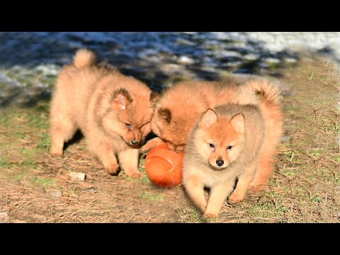 Видео: ЩЕНКИ КАРЕЛО-ФИНСКОЙ ЛАЙКИ в декабре 2024 :: PUPPIES of FINNISH SPITZ in December 2024